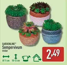 ALDI GARDENLINE Sempervivum oferta