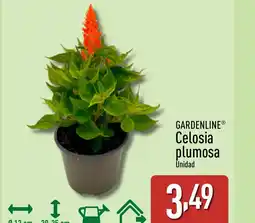 ALDI GARDENLINE Celosia plumosa oferta