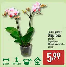 ALDI GARDENLINE Orquídea oferta