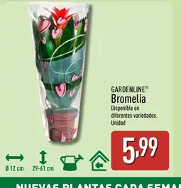 ALDI GARDENLINE Bromelia oferta