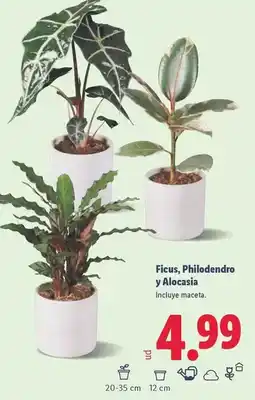 Lidl Ficus, philodendro y alocasia oferta
