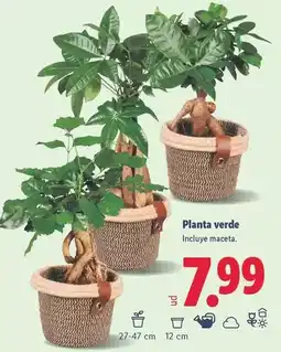 Lidl Planta verde oferta