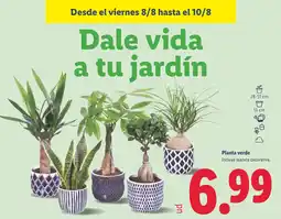 Lidl Planta verde oferta