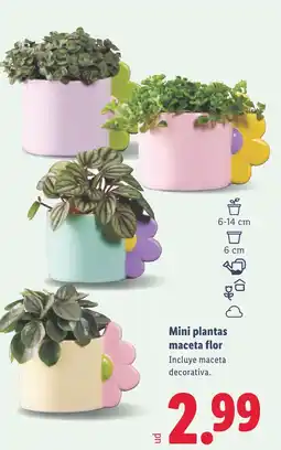 Lidl Mini plantas maceta flor oferta
