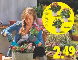 Lidl Kalanchoe oferta