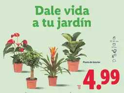 Lidl Planta de interior oferta