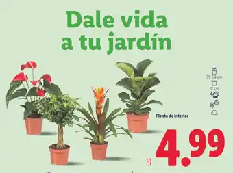 Lidl Planta de interior oferta