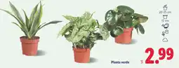 Lidl Planta verde oferta