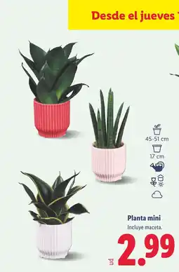 Lidl Planta mini oferta