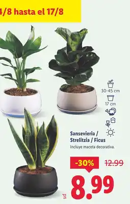 Lidl Sansevieria / Strelitzia / Ficus oferta