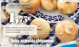 Gadis Cebola Chata oferta