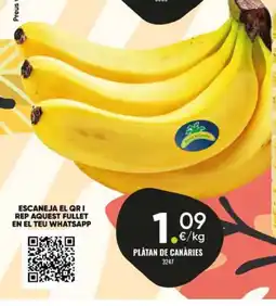 Family Cash Platan de canàries oferta