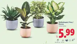 Lidl Dieffembaquia / Ficus / Dracena. oferta