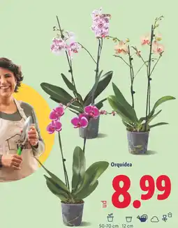 Lidl Orquídea oferta