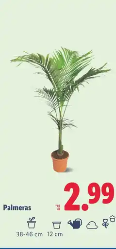 Lidl Palmeras oferta
