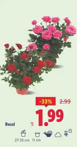 Lidl Rosal oferta
