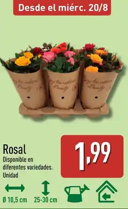 ALDI Rosal oferta