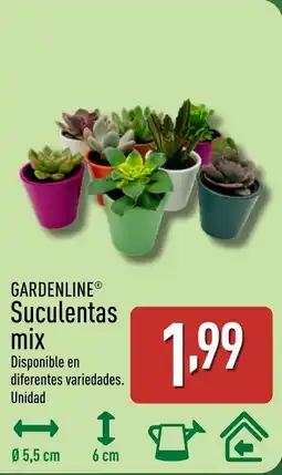 ALDI GARDENLINE Suculentas mix oferta