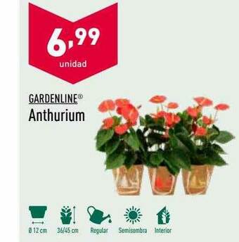 ALDI Gardenline Anthurium oferta