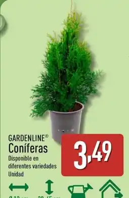 ALDI GARDENLINE Coníferas oferta