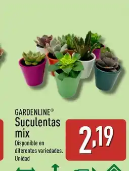 ALDI GARDENLINE Suculentas mix oferta