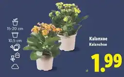 Coviran Campo viejo - vi rioja criança negre oferta