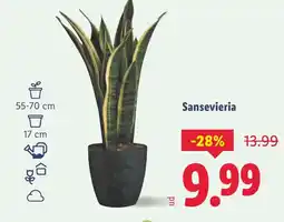 Lidl Sansevieria oferta