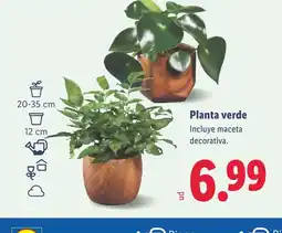 Lidl Planta verde oferta