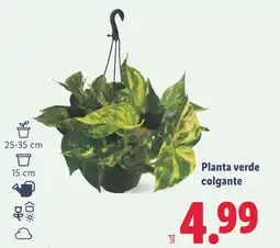 Lidl Planta verde colgante oferta