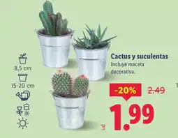 Lidl Cactus y suculentas oferta