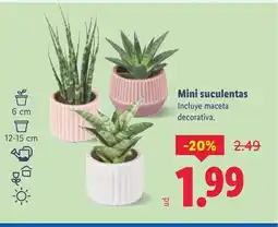 Lidl Mini suculentas oferta