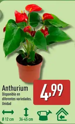ALDI Anthurium oferta