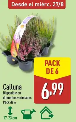 ALDI Calluna oferta