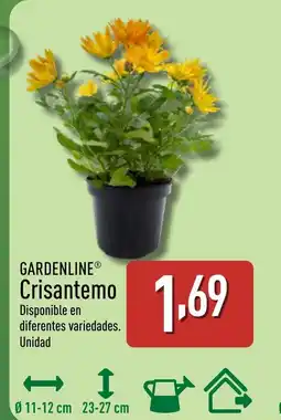 ALDI GARDENLINE Crisantemo oferta
