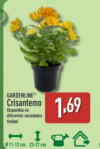 ALDI GARDENLINE Crisantemo oferta
