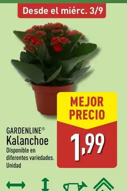ALDI GARDENLINE Kalanchoe oferta