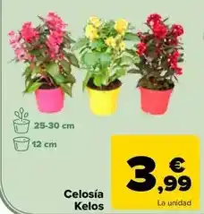 Carrefour Celosía kelos oferta