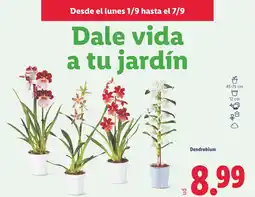 Lidl Dendrobium oferta