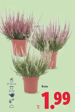 Lidl Brezo oferta