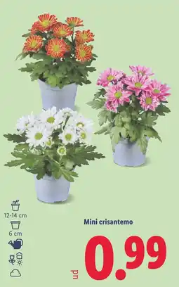 Lidl Mini crisantemo oferta