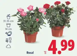 Lidl Rosal oferta
