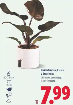 Lidl Philodendro, Ficus y Strelitzia oferta