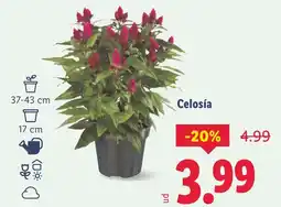Lidl Celosía oferta