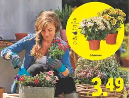 Lidl Crisantemo oferta