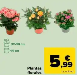 Carrefour Plantas florales oferta