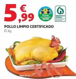 CashDiplo Puerto gallego oferta