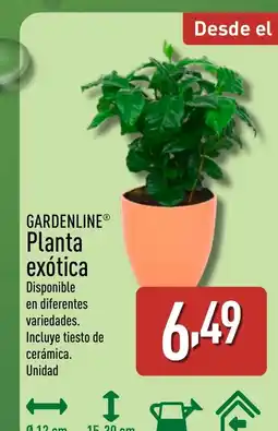 ALDI GARDENLINE Planta exótica oferta