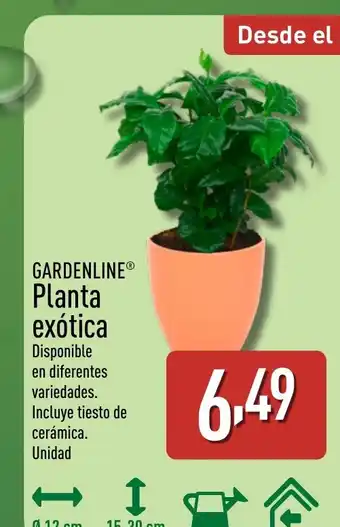 ALDI GARDENLINE Planta exótica oferta