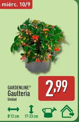 ALDI GARDENLINE Gaulteria oferta
