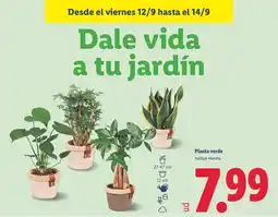 Lidl Planta verde oferta